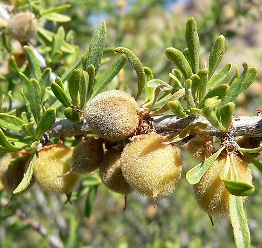 Desert almond (Prunus fasciculata) fruits.