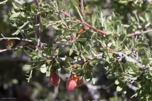 Pinkish-red fruits of the desert peach (Prunus andersonii).