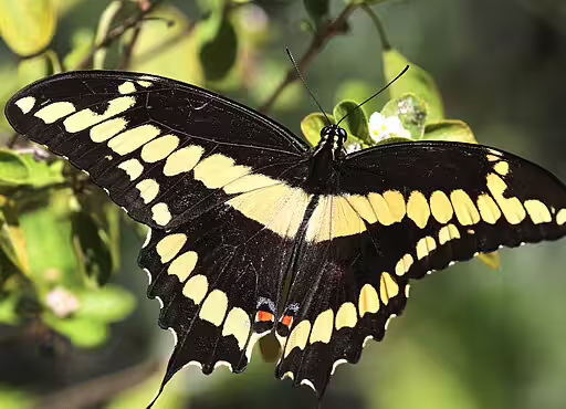 Adult of giant swallowtail (Papilio cresphontes) butterfly on vegetation.