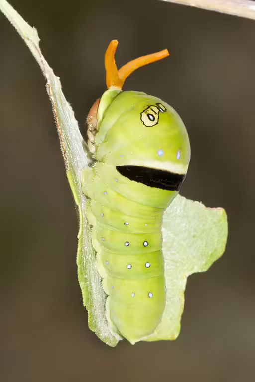 Green caterpillar of two-tailed swallowtail (Papilio multicaudata) on leaf.