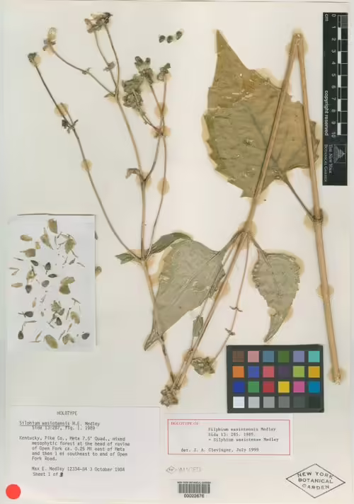 Herbarium specimen of appalachian rosinweed (Silphium wasiotense).