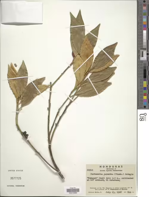 Herbarium specimen of kumquat (Citrus japonica).