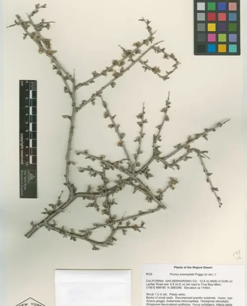 Herbarium specimen of mojave desert plum (Prunus eremophila).