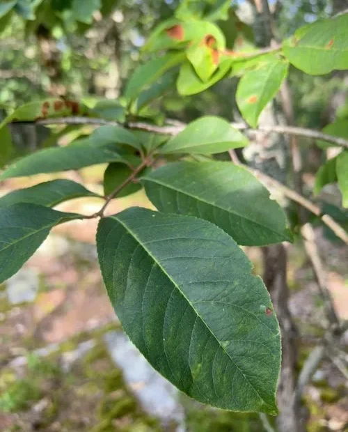 Leaves of alabama cherry (Prunus alabamensis).