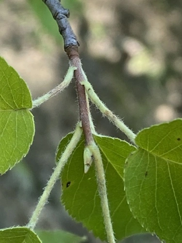 Leaves of allegheny plum (Prunus alleghaniensis).