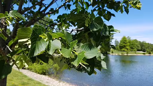 Leaves of american basswood (Tilia americana) in a garden.