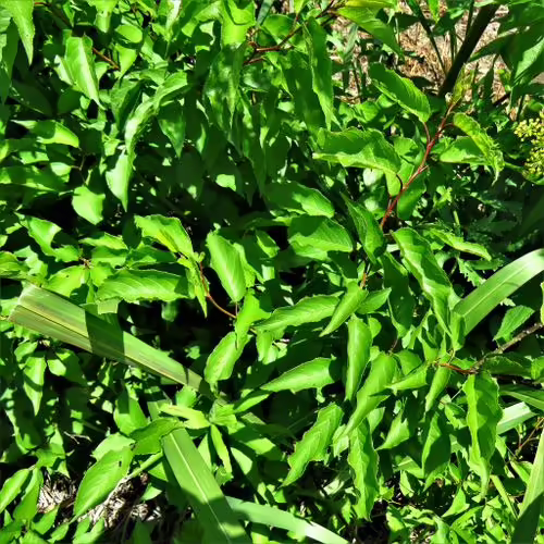 Leaves of chickasaw plum (Prunus angustifolia).