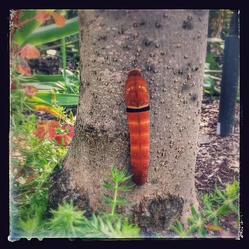 Orange caterpillar of western tiger swallowtail (Papilio rutulus) on tree.