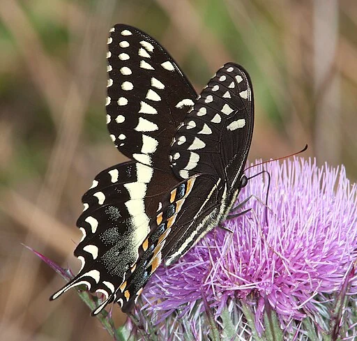 Palamedes swallowtail (Papilio palamedes) on thistle.