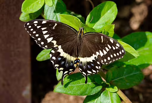 Palamedes swallowtail (Papilio palamedes) on vegetation.
