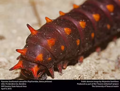 Caterpillar of the pipevine swallowtail (Battus philenor) on the ground.