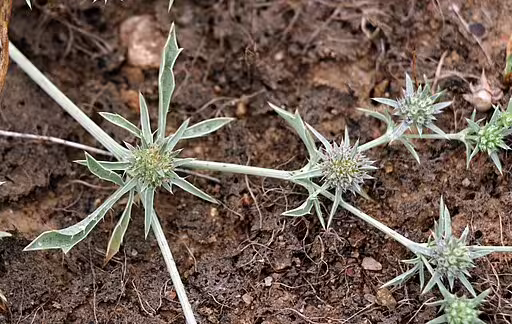 Plant of california eryngo (Eryngium aristulatum).