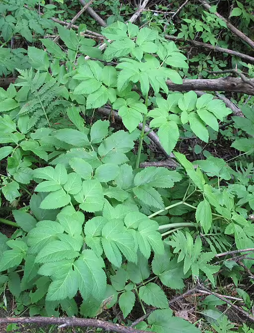 Plant of purple-stem angelica (Angelica atropurpurea) in a wooded area.
