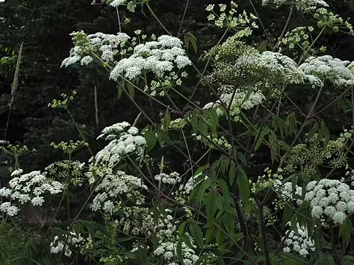 Plant of spotted water-hemlock (Cicuta maculata).