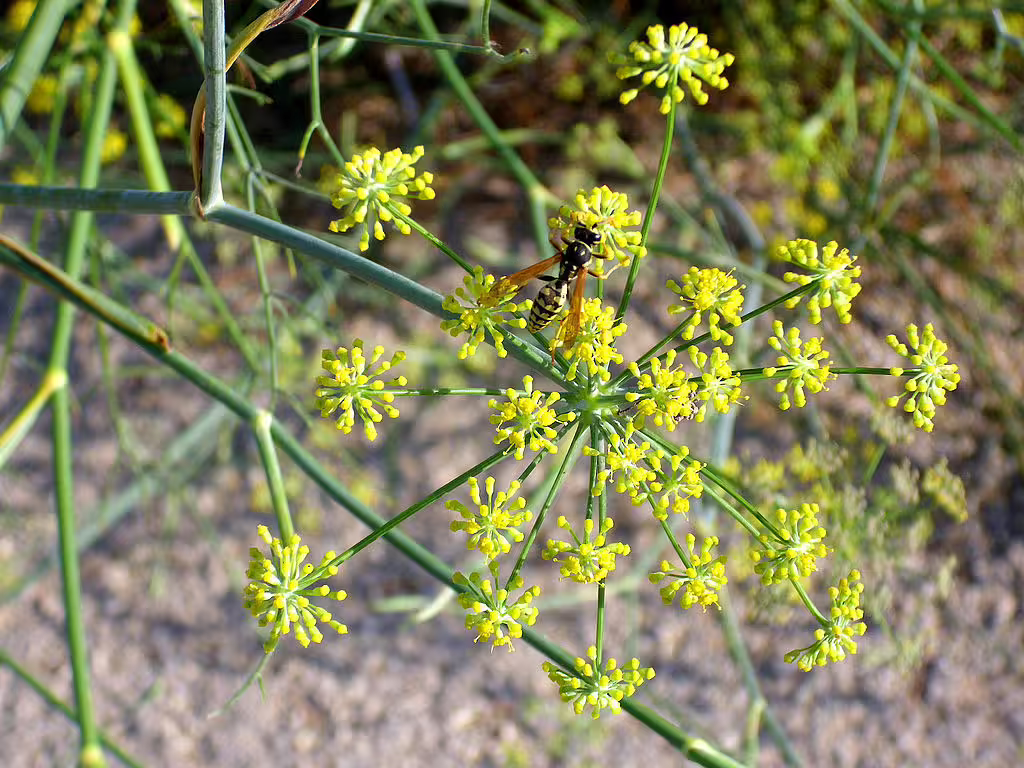 Yellow flowers of sweet fennel (Foeniculum vulgare).