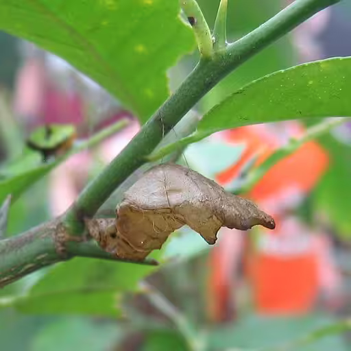 Brown pupa of chinese peacock (Papilio bianor).
