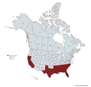 Range map of Carolina Laurel Cherry (Prunus caroliniana) in the United States and Canada.