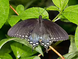 Spicebush swallowtail (Papilio troilus) on vegetation.