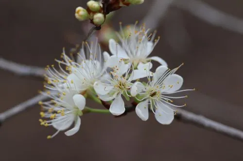White flowers of chickasaw plum (Prunus angustifolia).