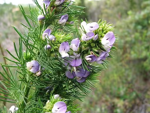 Purplish-white flowers of taylorina (Psoralea pinnata).