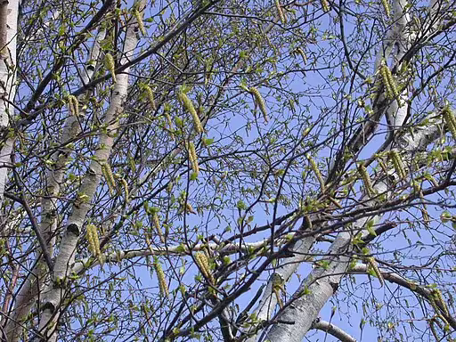 Tree of paper birch (Betula papyrifera).