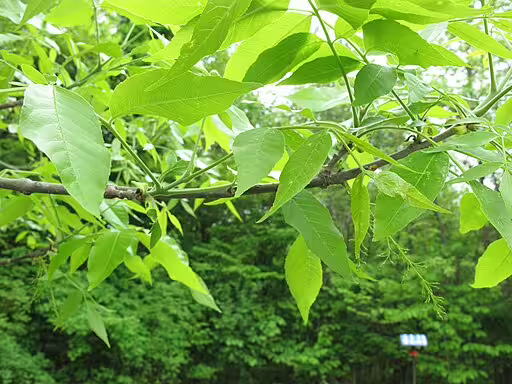 Leaves and flowers of green ash (Fraxinus pennsylvanica).
