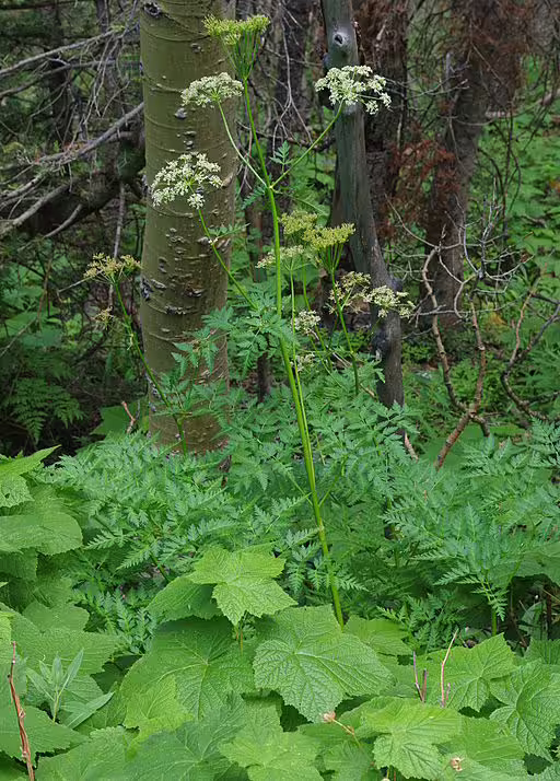 Plant of porter's wild lovage (Ligusticum porteri) in a wooded area.
