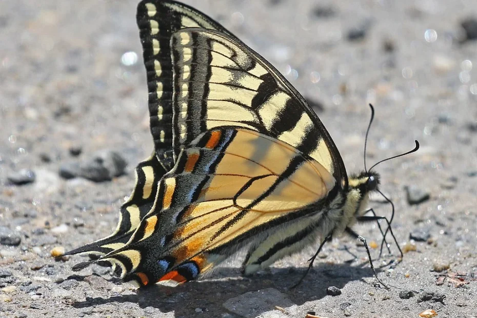 Adult canadian swallowtail (Papilio canadensis) with folded wings.