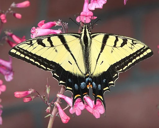 Two-tailed swallowtail (Papilio multicaudata) on pink flower.