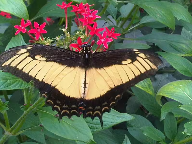 Adult androgeus swallowtail (Papilio androgeus) with wings outspread.