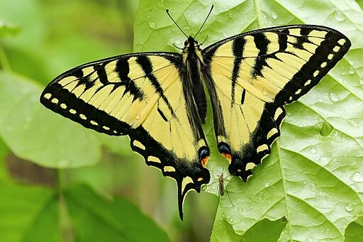 Canadian swallowtail (Papilio canadensis) on leaf.