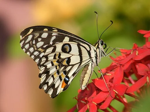 Chequered swallowtail (Papilio demoleus) on red flower with wings folded. A swallowtail in Sydney.