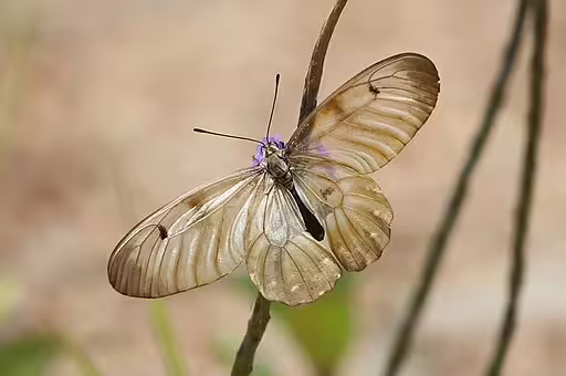Clearwing swallowtail (Cressida cressida) on vegetation.