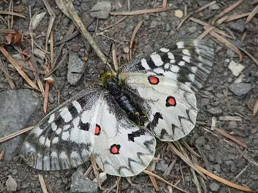 Clodius parnassian (Parnassius