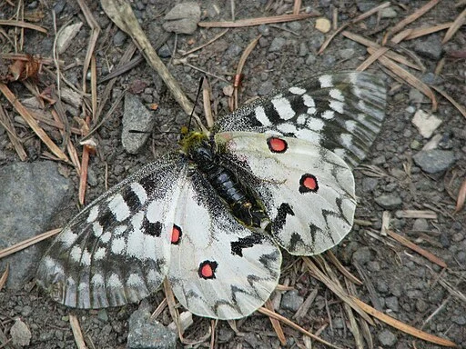 Clodius parnassian (Parnassius clodius) with wings outspread on the ground.