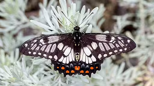 Dainty swallowtail (Papilio anactus) on white flower with wings outspread.