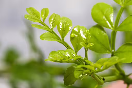 Green eggs of schaus swallowtail (Papilio aristodemus).