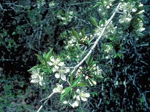 White flowers of fire cherry (Prunus pensylvanica) in a wooded area.