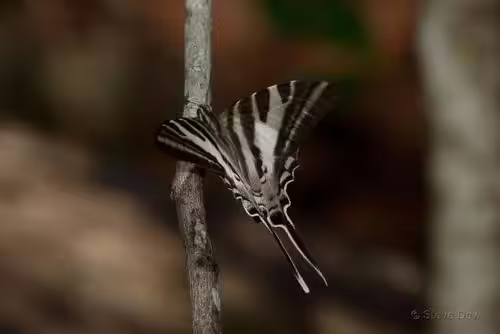 Four-barred Swordtail (Protographium leosothenes on a twig.