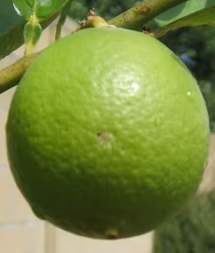 Green fruit of key lime (Citrus aurantifolia).