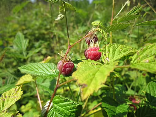 Red fruits of red raspberry (Rubus idaeus).