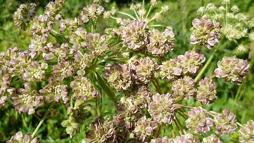 Pink fruits of lyall's angelica (Angelica arguta).