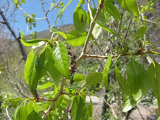Narrow-leaf cottonwood (Populus angustifolia) in an open area.
