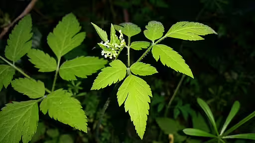 Mountain sweet-cicely (Osmorhiza berteroi) with white flowers.