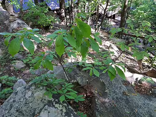 Shrub of small-flower pawpaw (Asimina parviflora) in a wooded area.