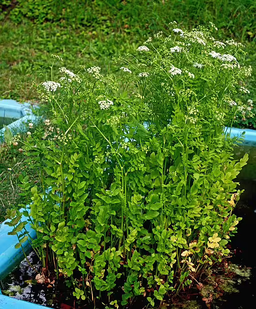 Plants of cut-leaf water-parsnip (Berula erecta) in a garden.