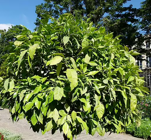 Shrub of sour orange (Citrus aurantium) in an open area.