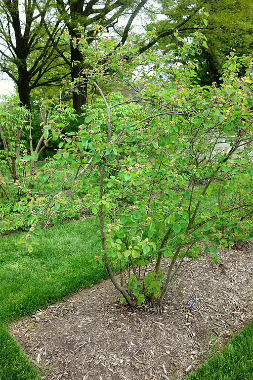 Shrub of Saskatoon serviceberry (Amelanchier alnifolia) in a garden.