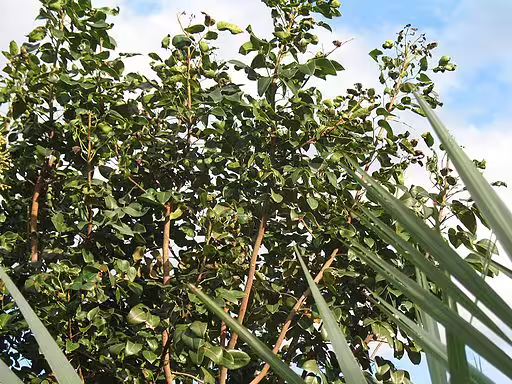 Tree of smooth torchwood (Amyris elemifera).