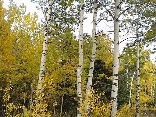 Autumn foliage on quaking aspen (Populus tremuloides).